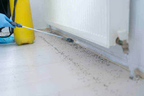 Best Wasp Removal Services  in Clearfield, PA